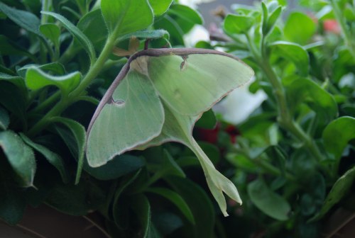 Luna Moth