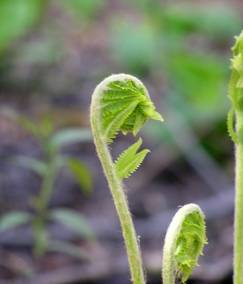 Fiddleheads